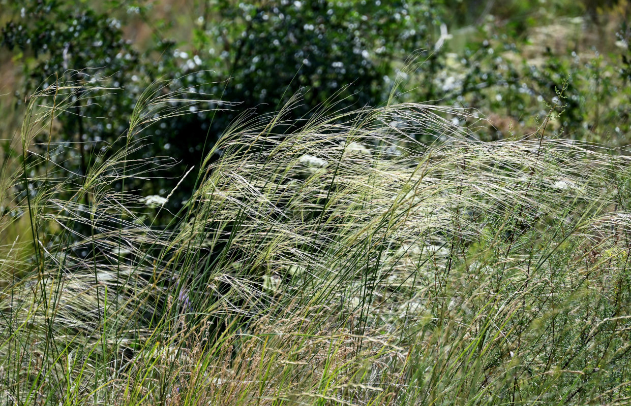 Изображение особи род Stipa.