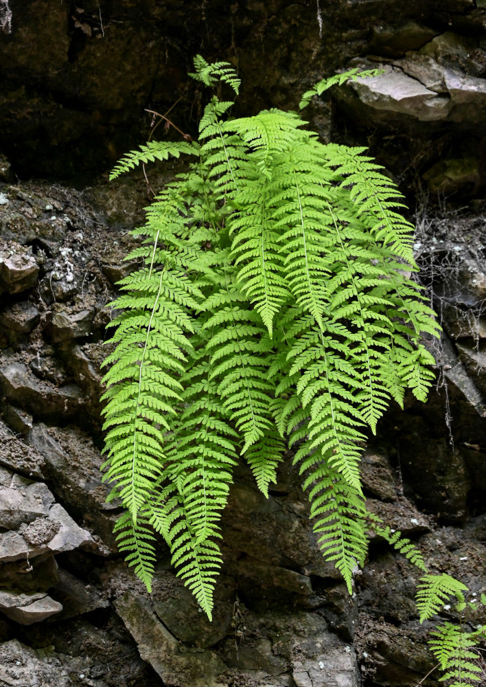 Image of Woodsia caucasica specimen.