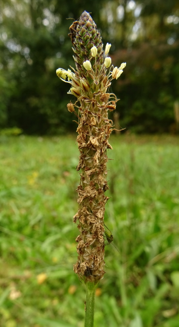 Изображение особи Plantago lanceolata.