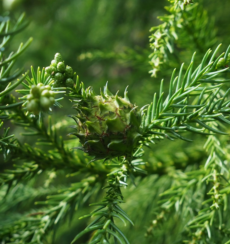 Image of Cryptomeria japonica specimen.