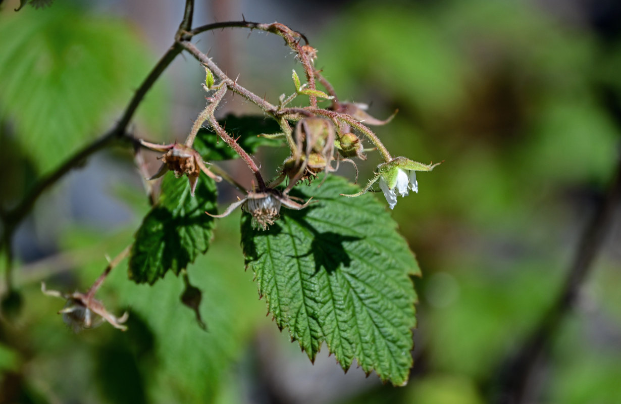 Изображение особи Rubus idaeus.