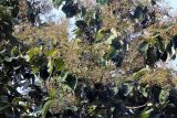 Tectona grandis. Ветви с плодами и листьями. Индия, штат Уттаракханд, округ, Найнитал, Jim Corbett National Park. 02.12.2002.