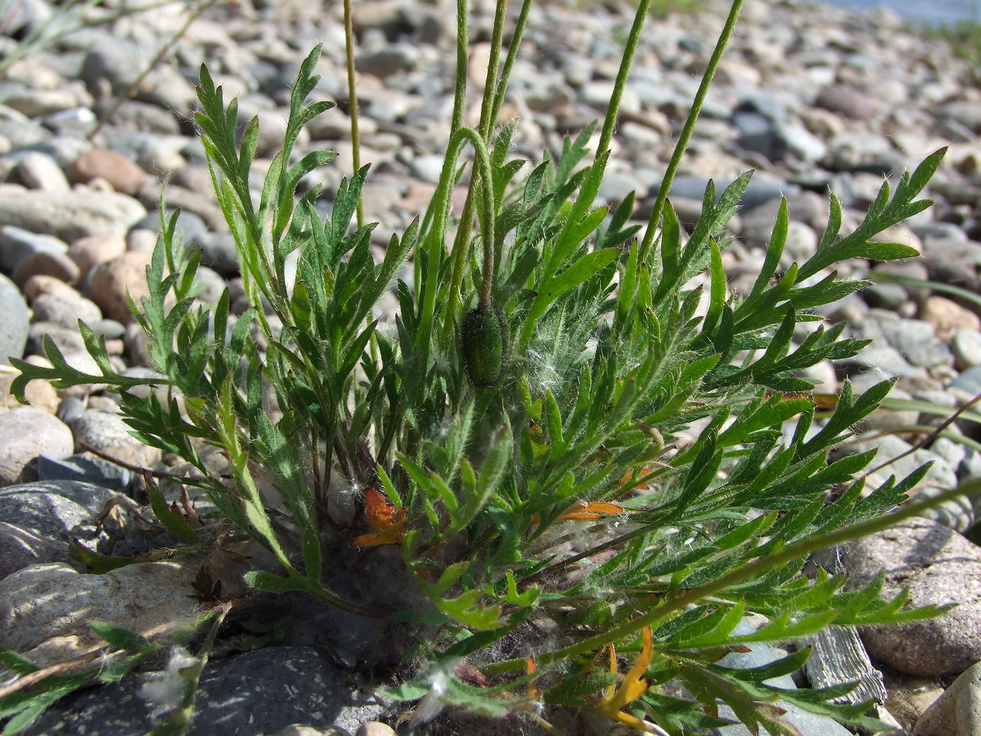 Image of Papaver lapponicum specimen.