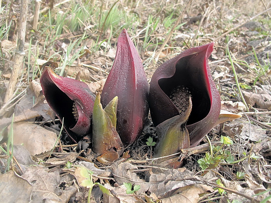 Image of Symplocarpus renifolius specimen.