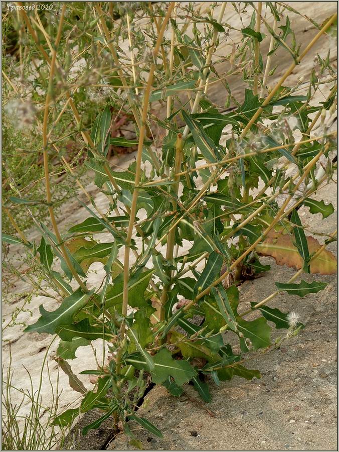 Image of Lactuca serriola specimen.