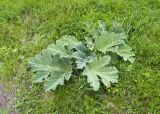 Heracleum leskovii