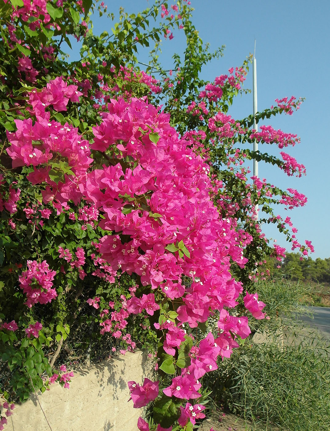 Image of Bougainvillea glabra specimen.