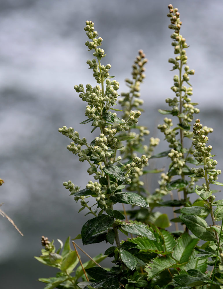 Image of Artemisia koidzumii specimen.