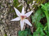 Erythronium caucasicum