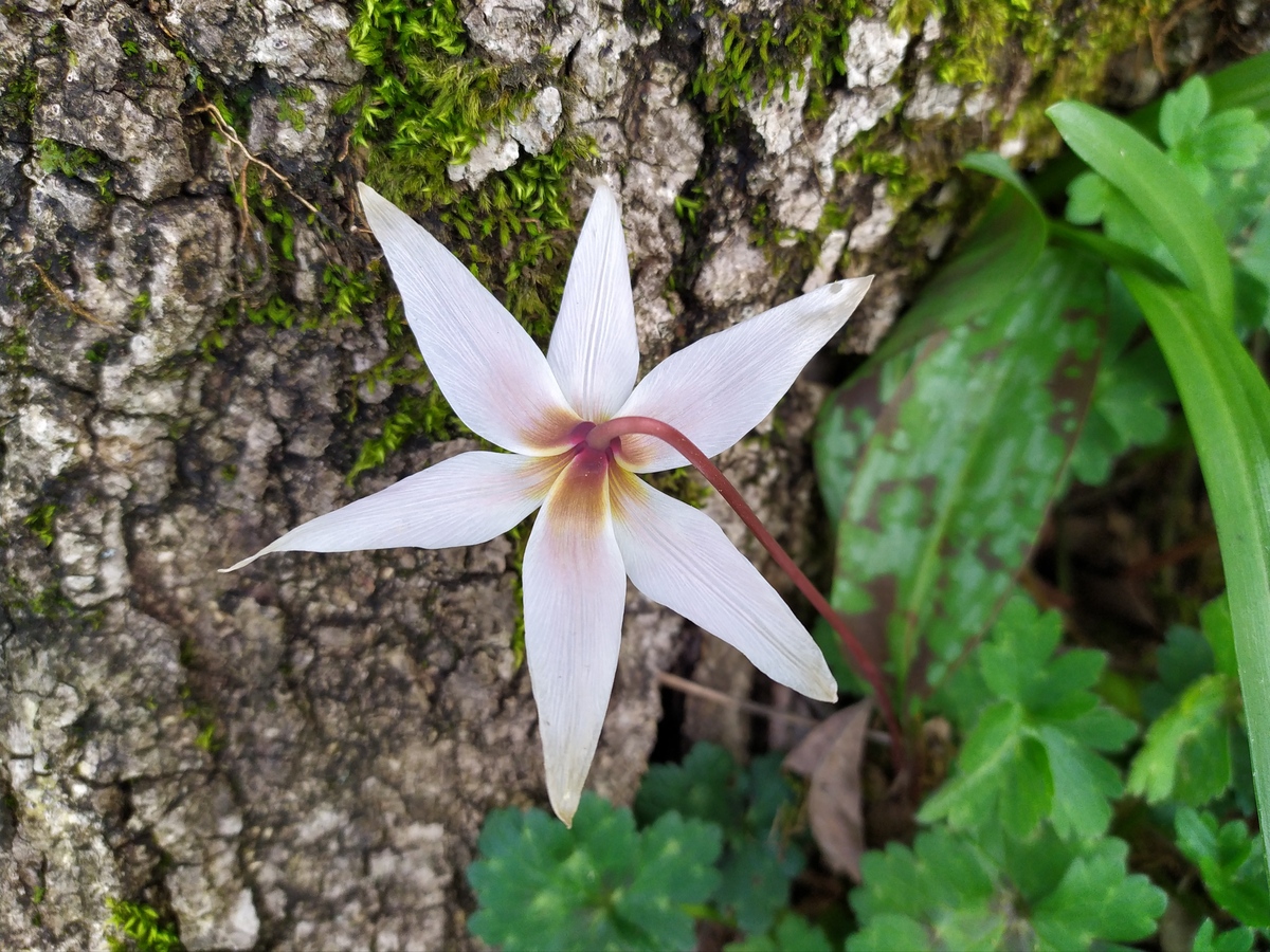 Image of Erythronium caucasicum specimen.