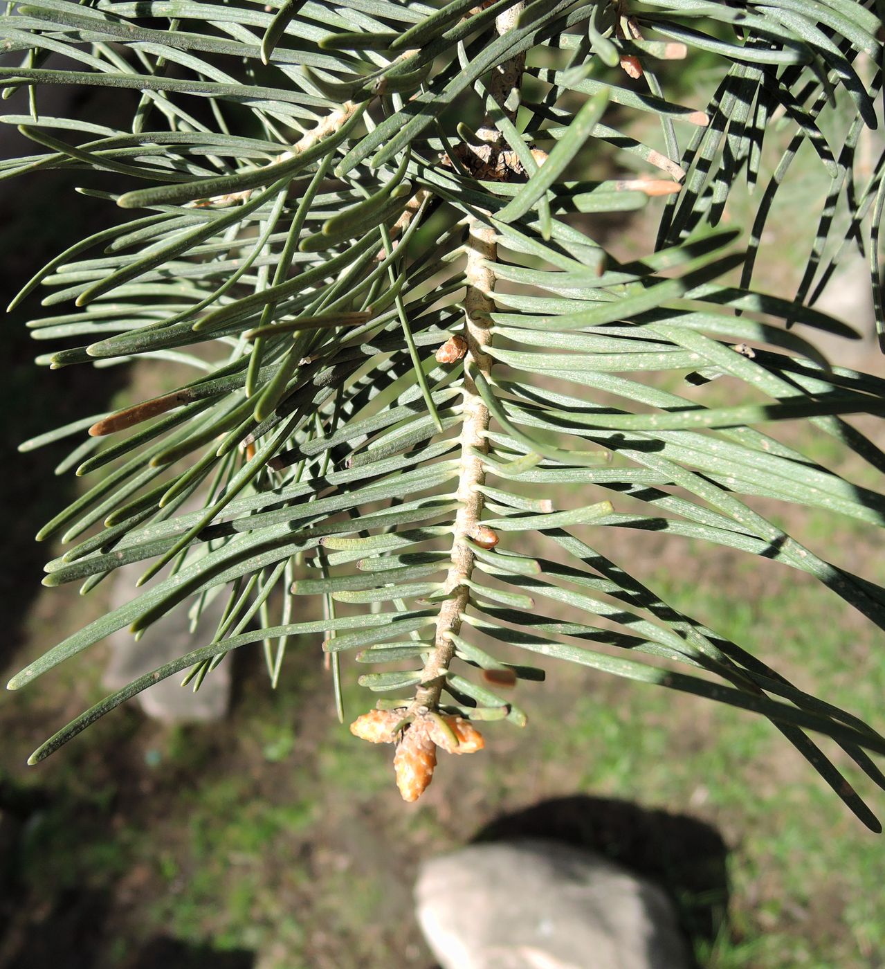 Image of Abies concolor specimen.