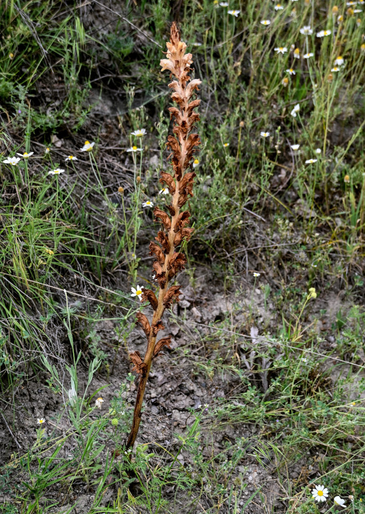 Image of genus Orobanche specimen.