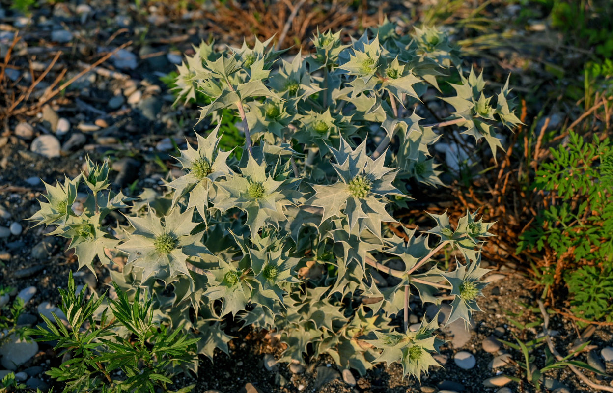 Изображение особи Eryngium maritimum.