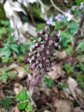 Petasites hybridus