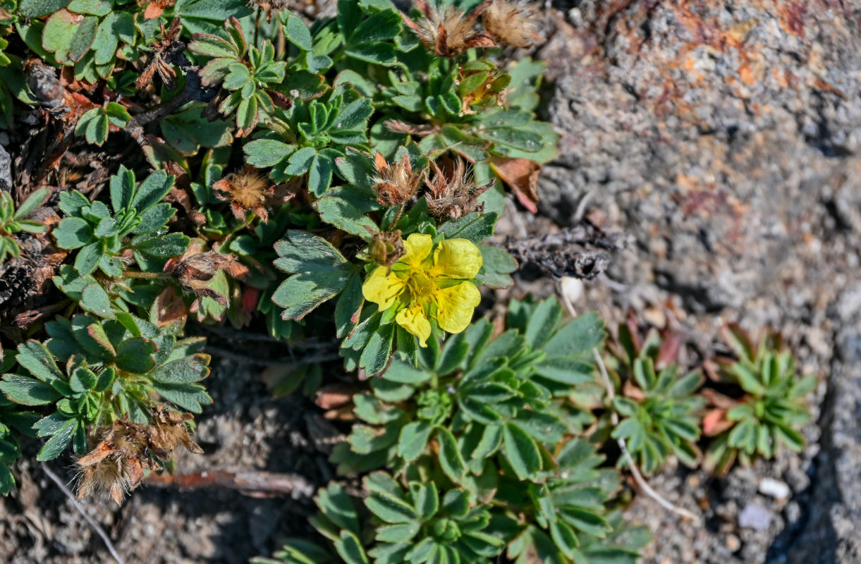 Image of Potentilla miyabei specimen.