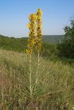 Asphodeline lutea. Отцветающие и плодоносящие растения. Краснодарский край, Крымский р-н, окр. станицы Неберджаевская, гора Вышка, ≈ 300 м н.у.м., остепнённый луг. 29.04.2024.