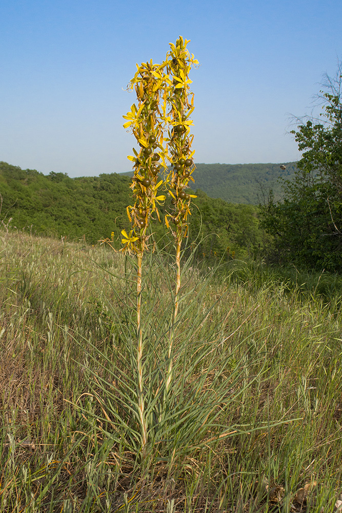 Изображение особи Asphodeline lutea.