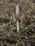 Crocus tauricus. Расцветающее растение. Крым, Симферопольский р-н, окр. с. Урожайное, р-н дачного посёлка, во дворе. 18.02.2024.