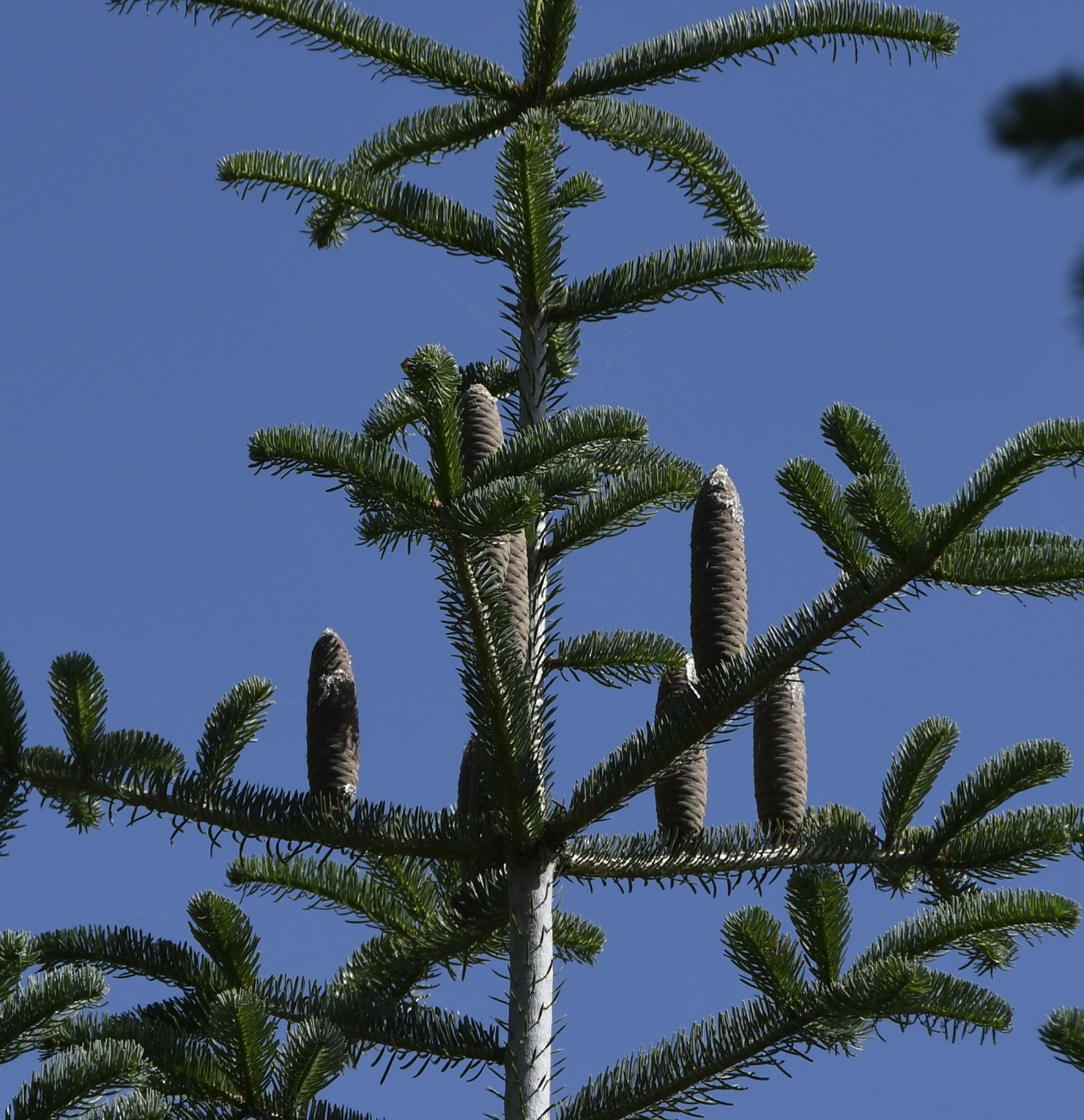 Изображение особи Abies cilicica.