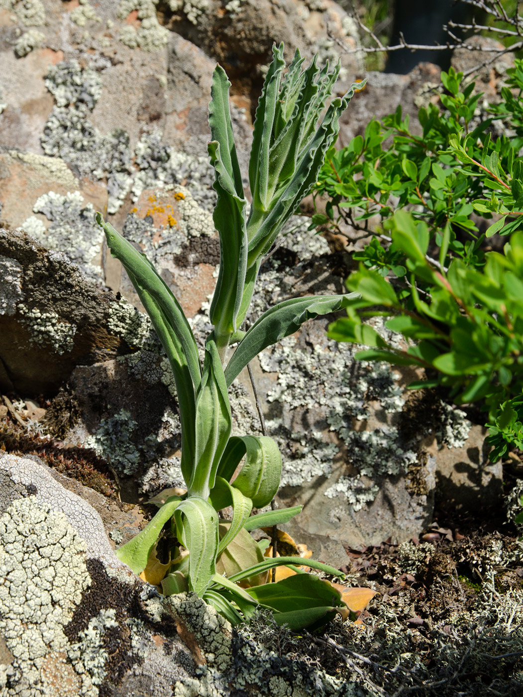 Image of Silene viscosa specimen.