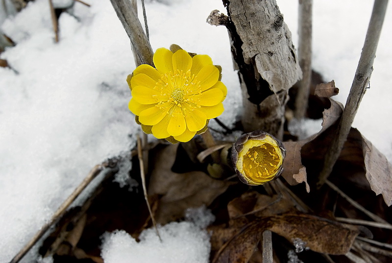 Изображение особи Adonis amurensis.