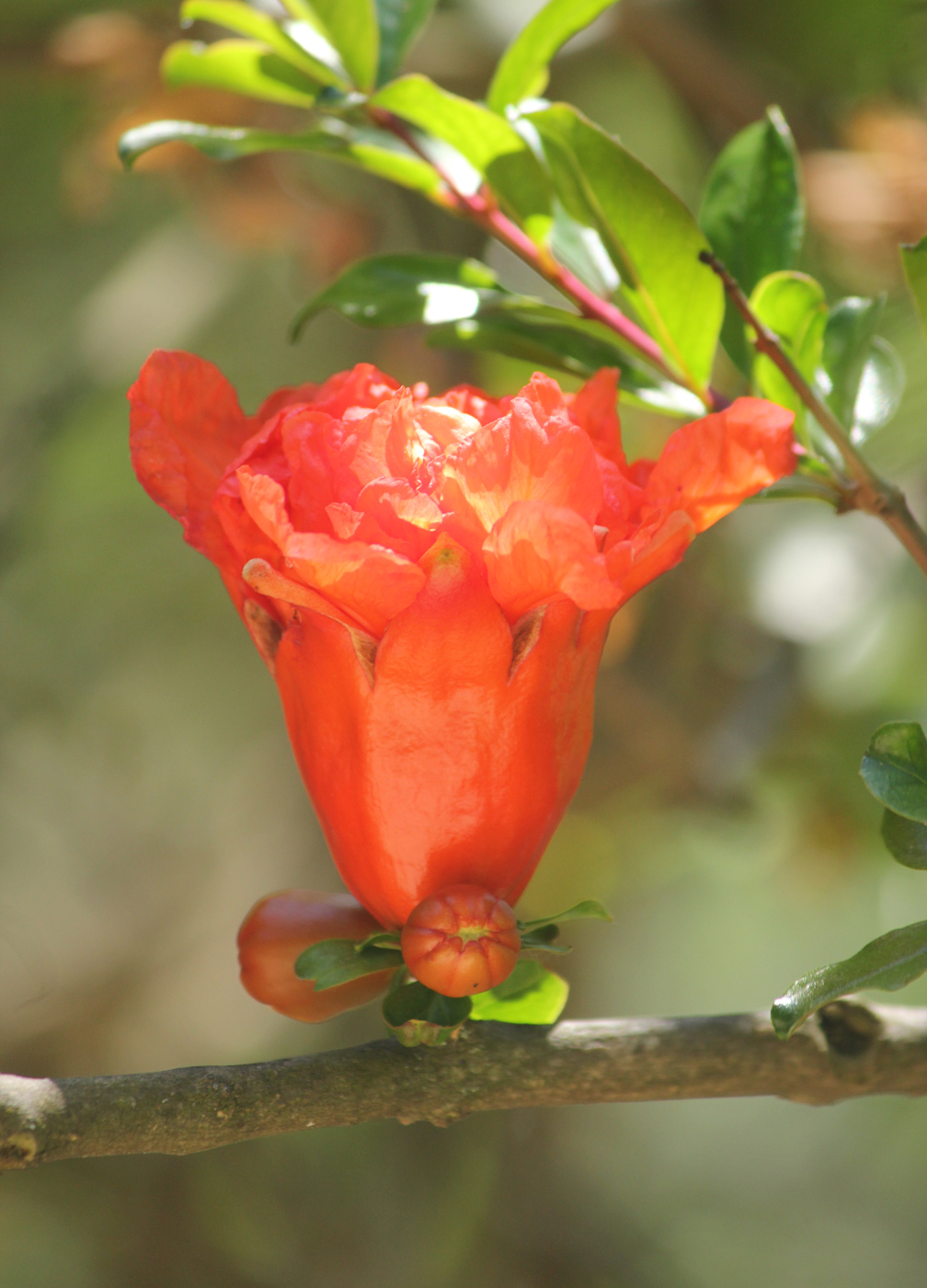 Image of Punica granatum specimen.