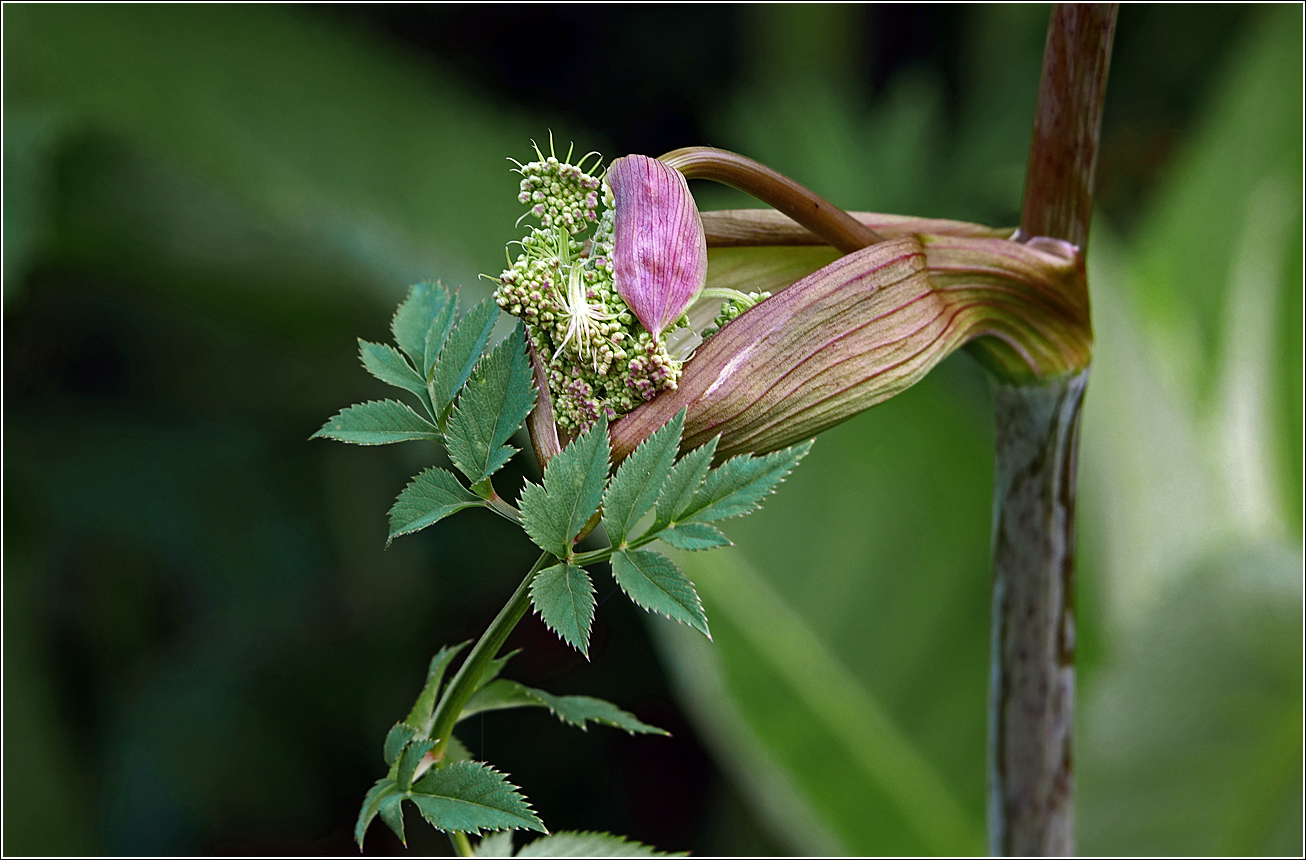 Изображение особи Angelica sylvestris.