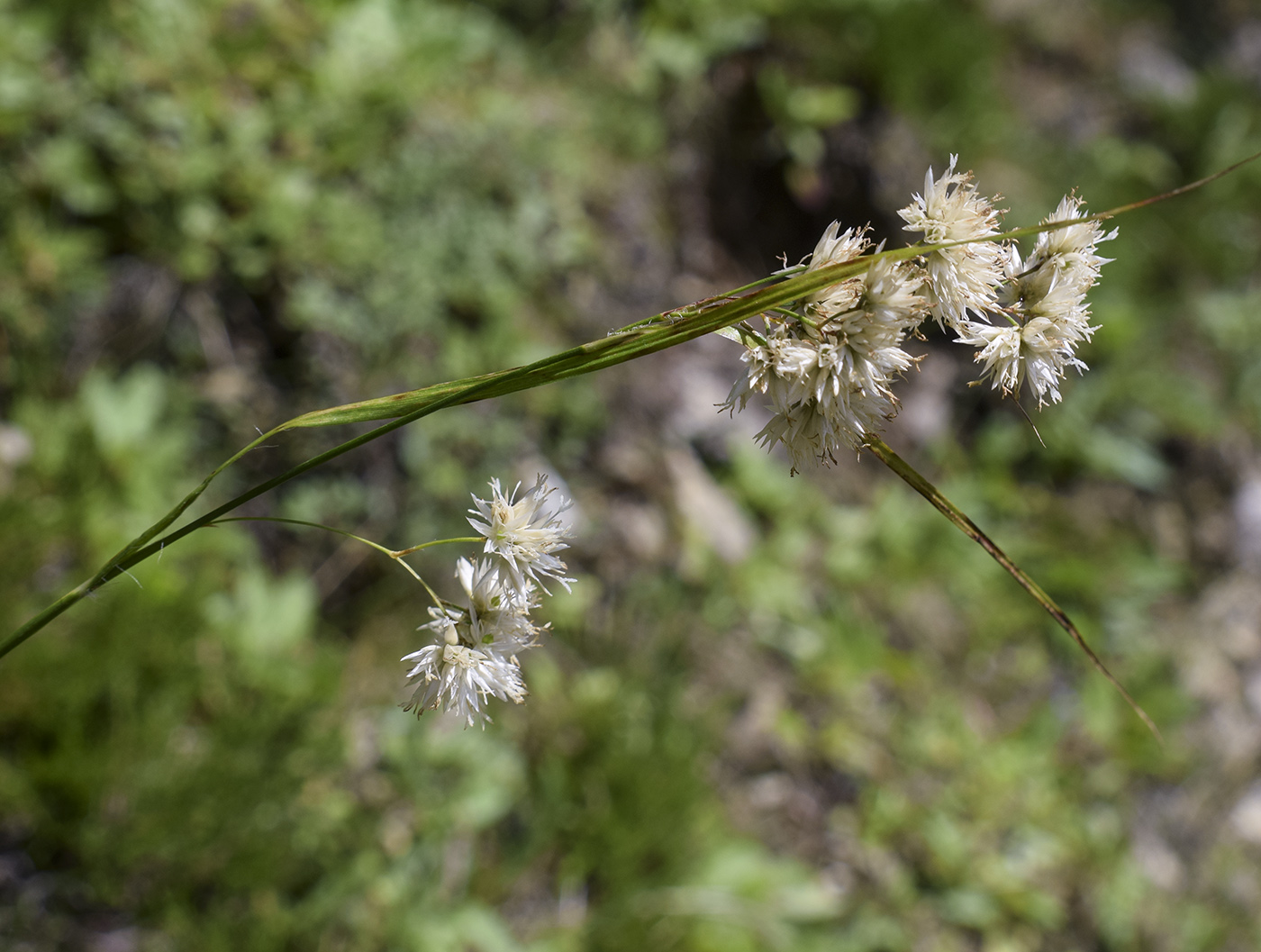 Image of Luzula nivea specimen.