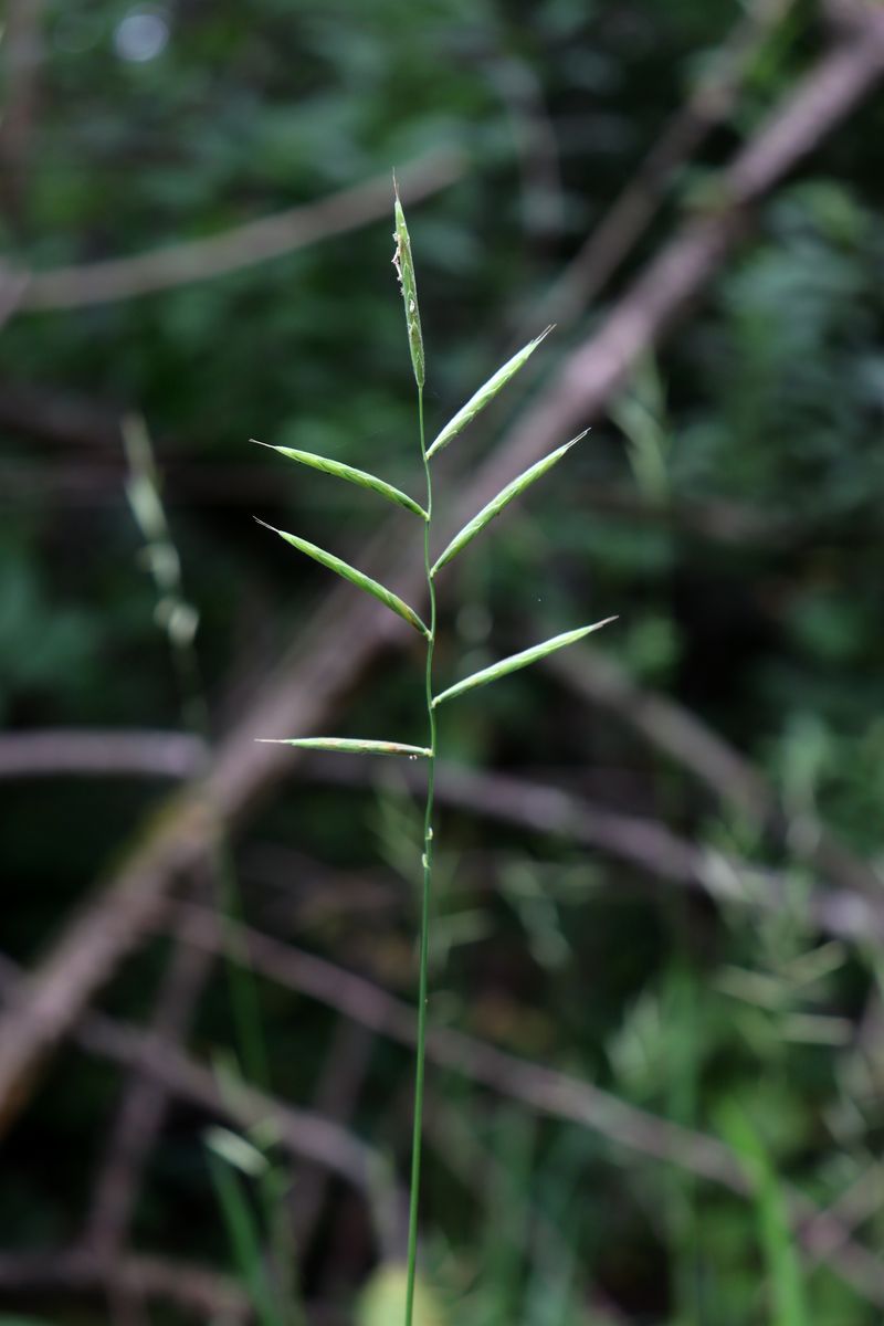 Image of Brachypodium pinnatum specimen.