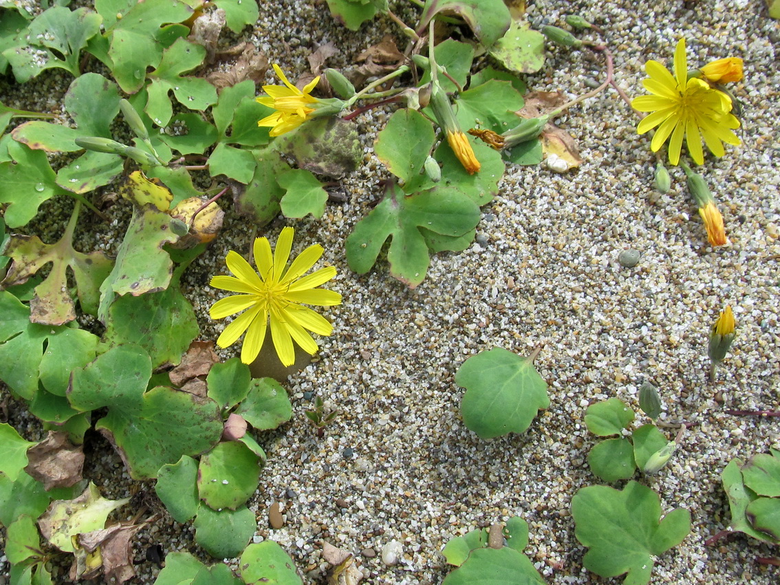 Image of Chorisis repens specimen.