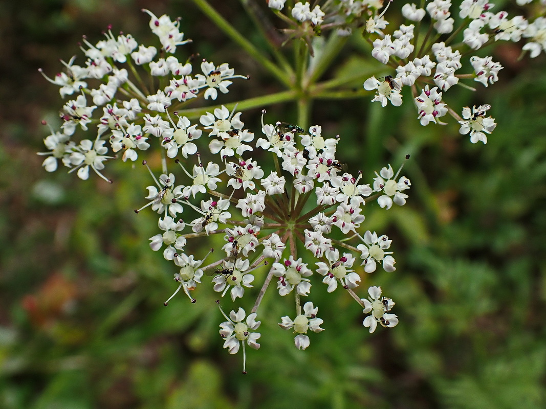 Image of Ostericum maximowiczii specimen.