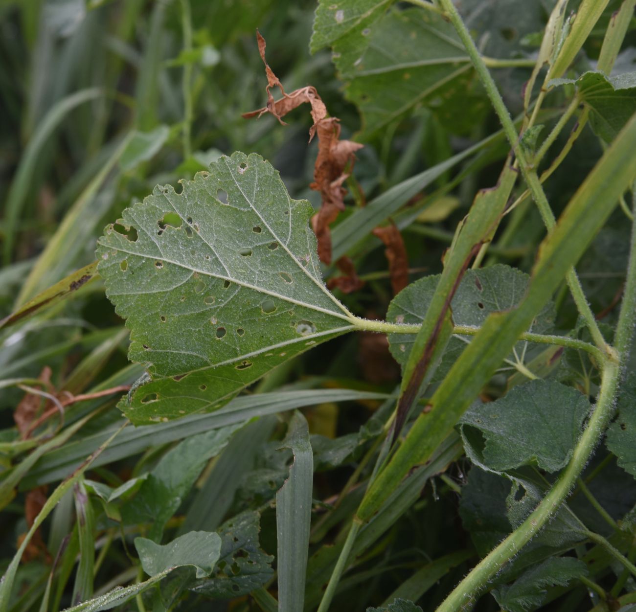 Изображение особи семейство Malvaceae.