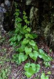 Campanula transcaucasica. Вегетирующие растения. Грузия, Самцхе-Джавахети, г. Боржоми, опушка смешанного леса, у подножия скалы. 11.06.2023.