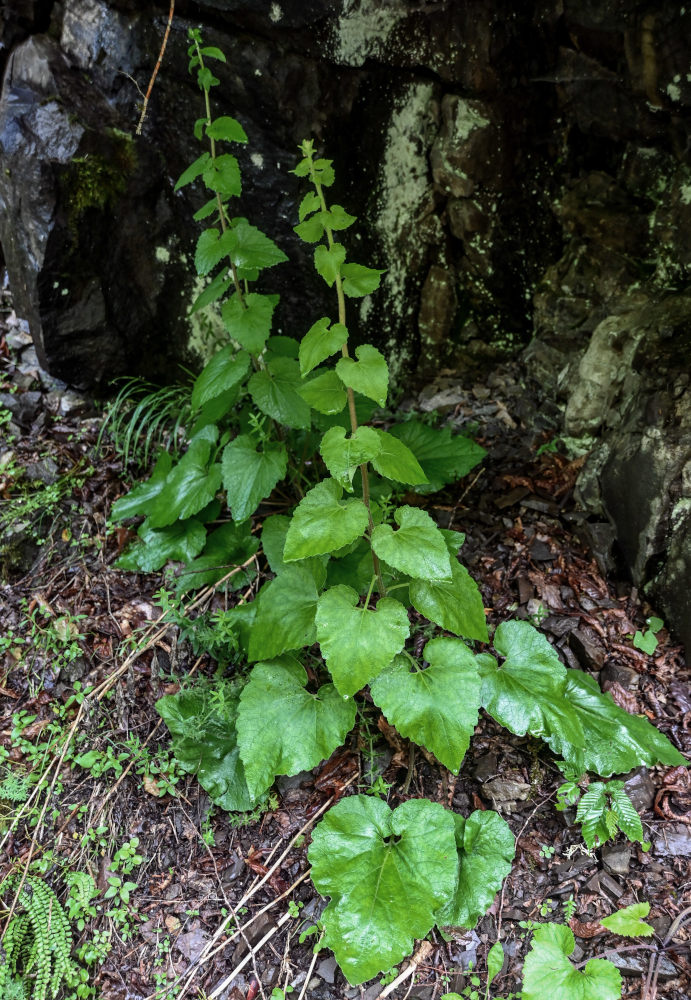 Image of Campanula transcaucasica specimen.