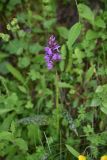 Dactylorhiza urvilleana. Цветущее растение. Чечня, Шаройский р-н, западный склон пер. Цумандинский, выс. ок. 2150 м н.у.м., бровка небольшого леса. 24 июня 2024 г.