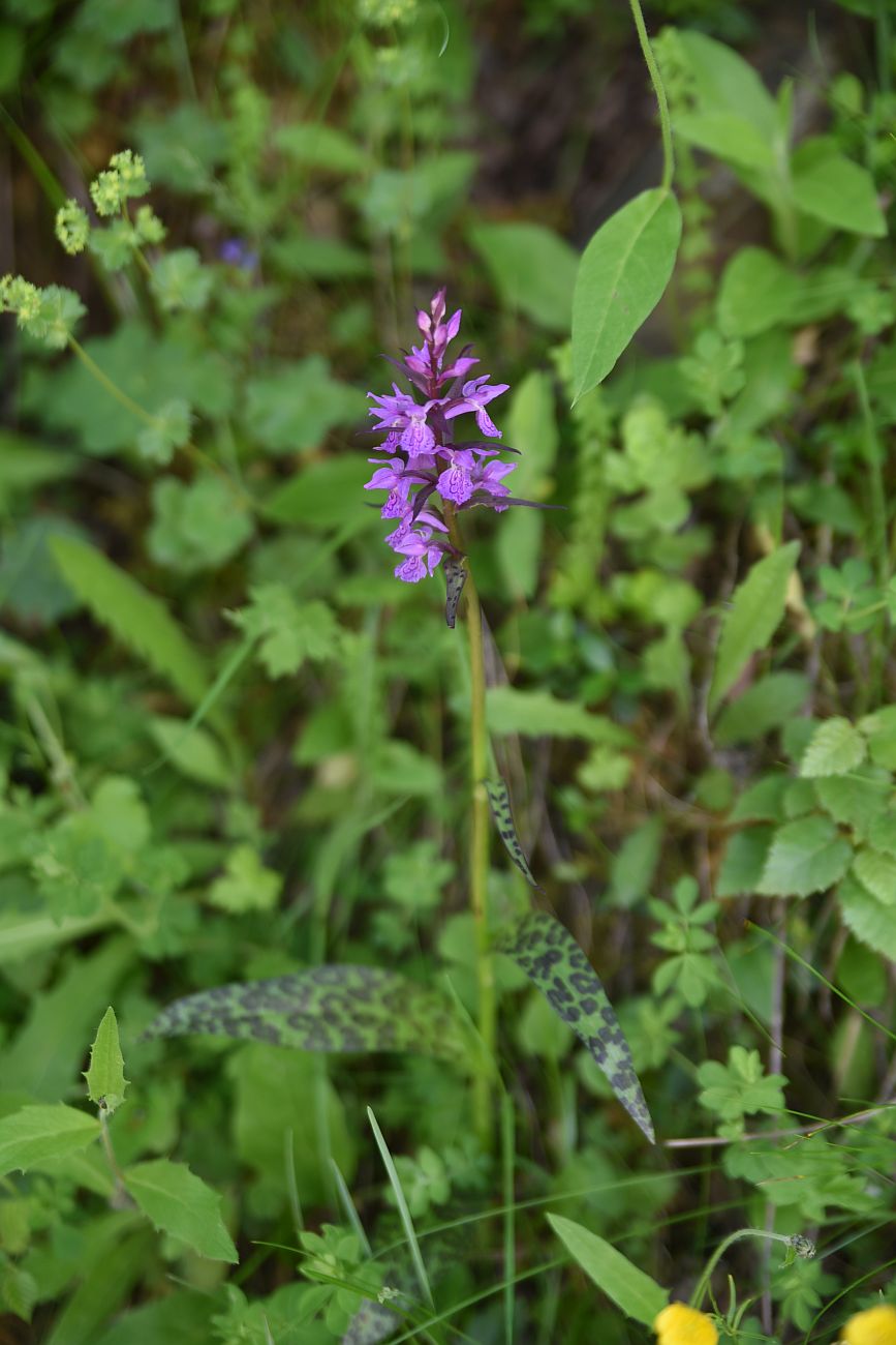 Изображение особи род Dactylorhiza.