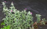 genus Epilobium. Цветущие растения. Узбекистан, Андижанская обл. Ходжаабадский р-н, окр. г. Ходжаабад, левый берег канала Шахрихансая. 06.07.2023.