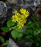 Sinosenecio oldhamianus. Верхушка цветущего растения. Китай, Гуанси-Чжуанский автономный р-н, г. Синпин, опушка широколиственного леса, скалистый участок склона. 01.06.2024.