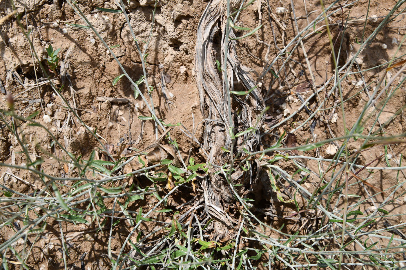 Image of Convolvulus pseudocantabrica specimen.