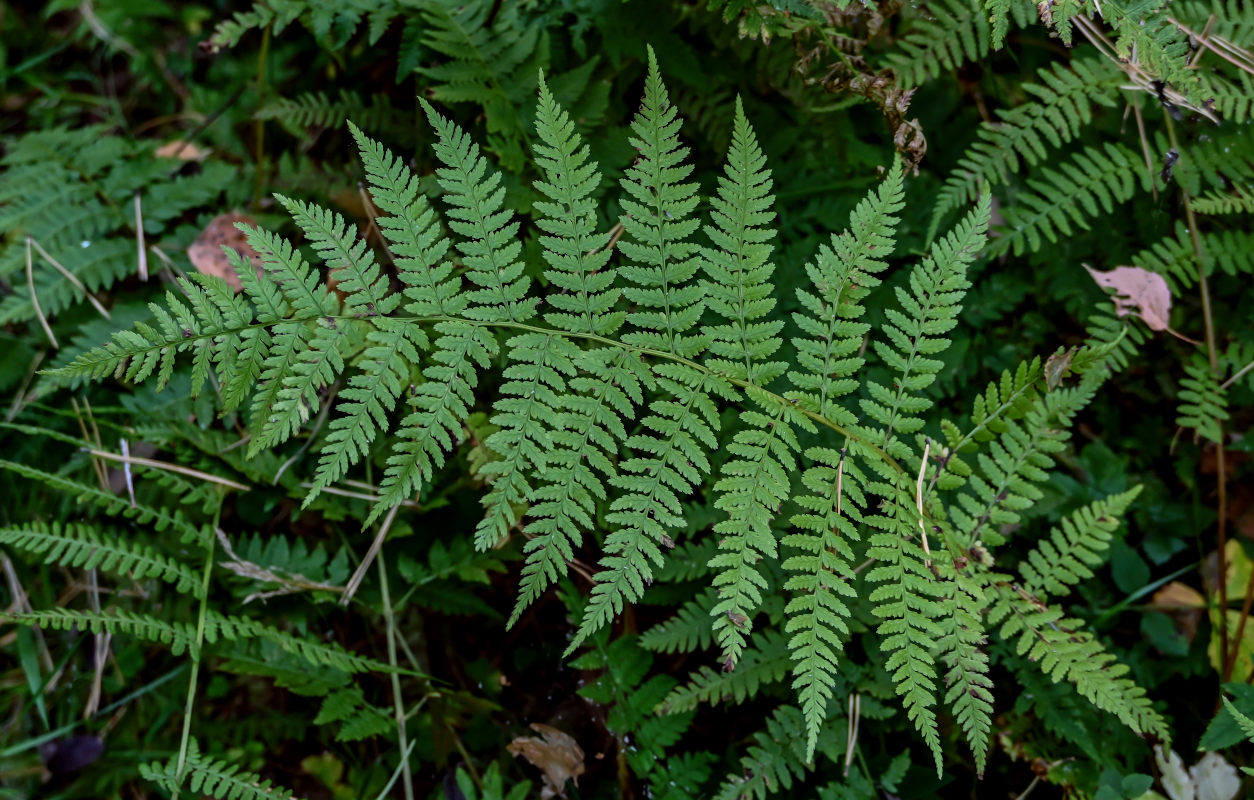 Image of Athyrium filix-femina specimen.