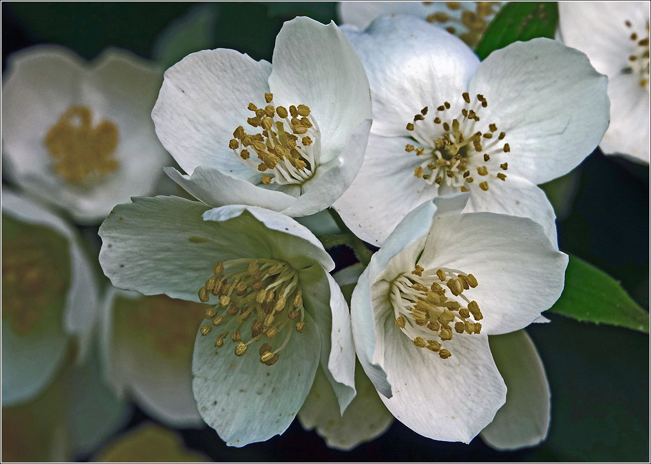 Изображение особи Philadelphus pubescens.