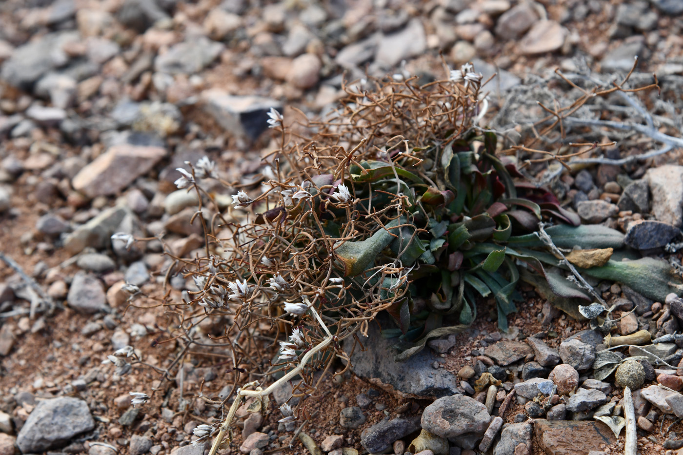 Image of Limonium michelsonii specimen.