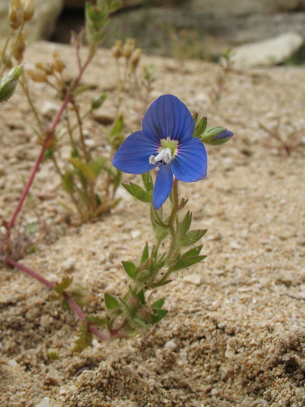 Image of Veronica amoena specimen.