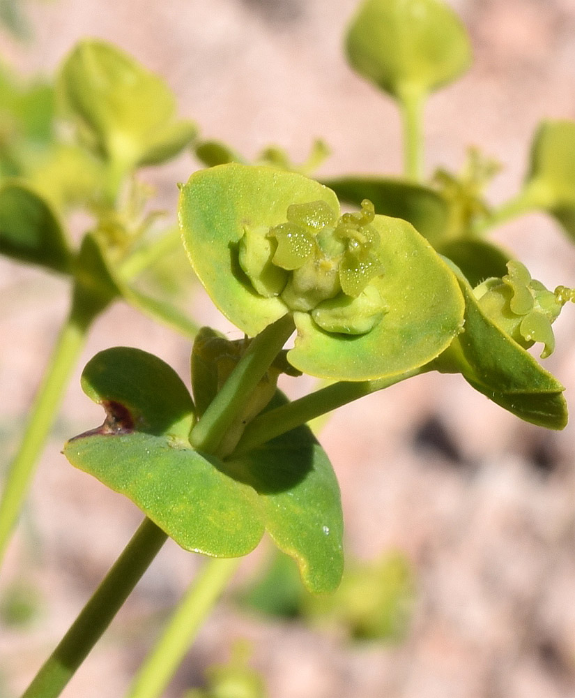 Image of Euphorbia jaxartica specimen.