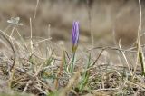 Crocus tauricus. Цветущее растение. Крым, г. Симферополь, окр. мкр-на Пневматика, куэста, луг. 20.02.2024.