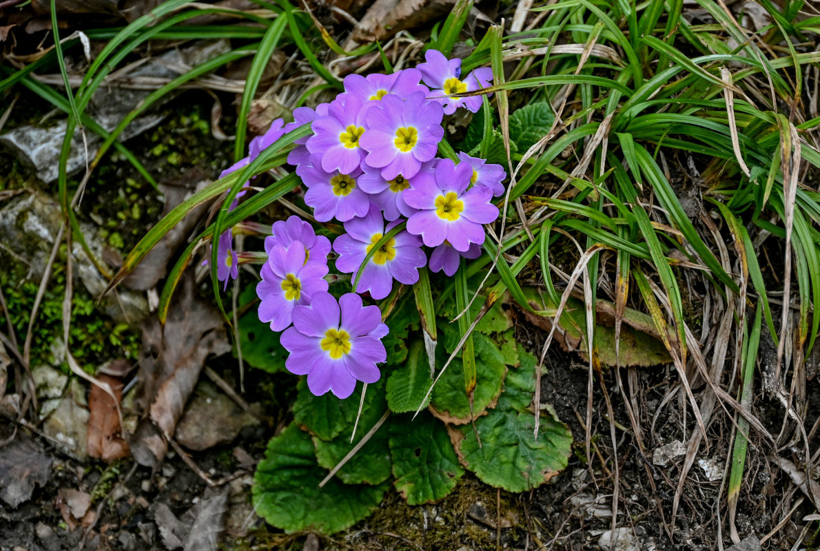 Image of Primula vulgaris specimen.