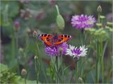 Centaurea cyanus. Соцветия разной степени развития (садовые формы: сиреневая и белая) с питающейся бабочкой крапивницей Aglais urticae. Московская обл., Раменский р-н, окр. дер. Хрипань, садовый участок. 03.08.2014.