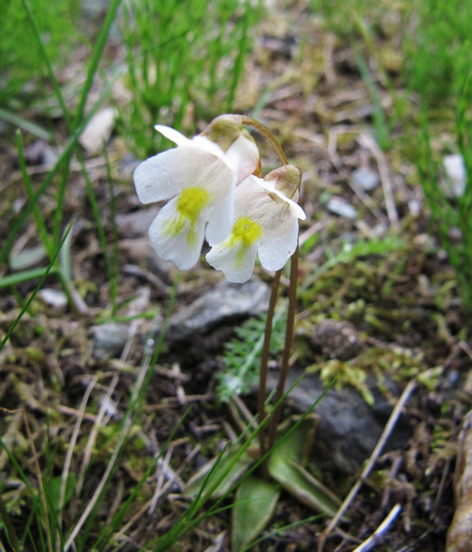 Изображение особи Pinguicula alpina.