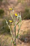 Смотреть изображение род Tragopogon