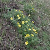 View full-size image Adonis volgensis